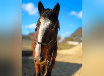 Shire, Merrie, 10 Jaar, 183 cm, Bruin