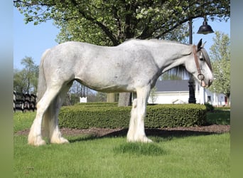 Shire, Merrie, 11 Jaar, 168 cm, Sabino