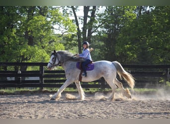 Shire, Merrie, 11 Jaar, 168 cm, Sabino