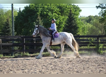 Shire, Merrie, 11 Jaar, 168 cm, Sabino