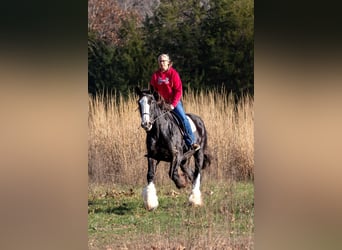 Shire, Merrie, 11 Jaar, 173 cm, Zwart