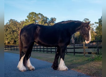 Shire, Merrie, 11 Jaar, 173 cm, Zwart