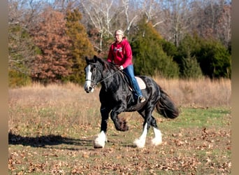 Shire, Merrie, 11 Jaar, 173 cm, Zwart