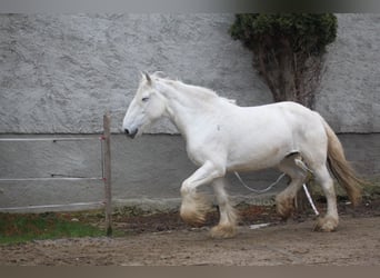 Shire, Merrie, 11 Jaar, 180 cm, Schimmel