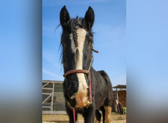 Shire, Merrie, 11 Jaar, 185 cm, Zwart