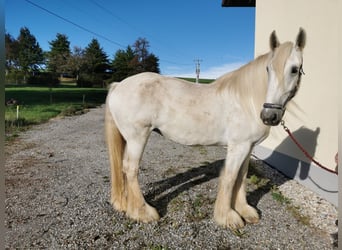 Shire, Merrie, 12 Jaar, 177 cm, Schimmel