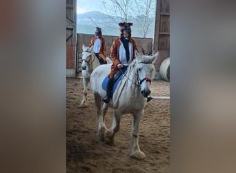 Shire, Merrie, 12 Jaar, 177 cm, Schimmel
