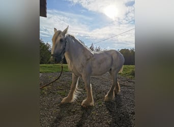 Shire, Merrie, 12 Jaar, 177 cm, Schimmel