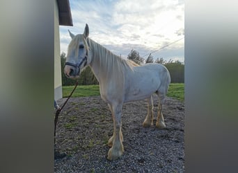 Shire, Merrie, 12 Jaar, 180 cm, Schimmel