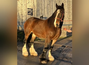 Shire, Merrie, 12 Jaar