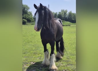 Shire, Merrie, 14 Jaar, 175 cm, Zwart