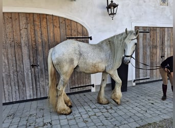 Shire, Merrie, 14 Jaar, 180 cm, Schimmel
