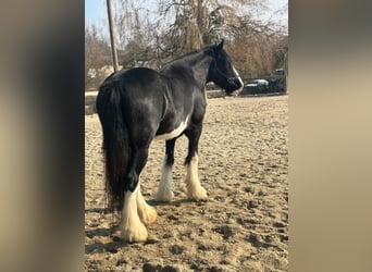 Shire, Merrie, 14 Jaar, 180 cm, Zwart