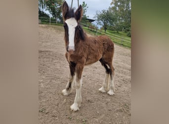 Shire, Merrie, 1 Jaar, 180 cm, Bruin