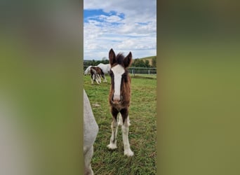 Shire, Merrie, 1 Jaar, 180 cm, Bruin