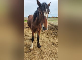 Shire, Merrie, 1 Jaar, 185 cm, Bruin