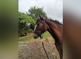 Shire, Merrie, 1 Jaar, 185 cm, Bruin