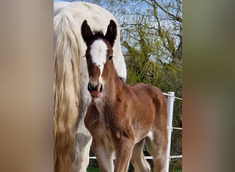 Shire, Merrie, 1 Jaar, 185 cm, Bruin