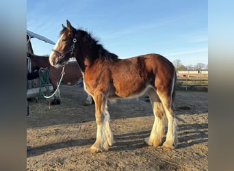 Shire, Merrie, 1 Jaar, Bruin