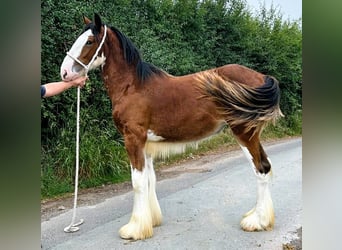 Shire, Merrie, 1 Jaar