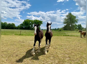 Shire, Merrie, 2 Jaar, 165 cm, Zwart