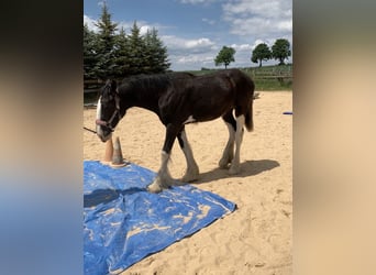 Shire, Merrie, 2 Jaar, 165 cm, Zwart