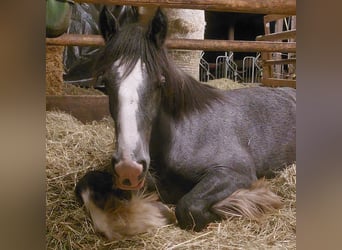 Shire, Merrie, 2 Jaar, 185 cm, Bruin