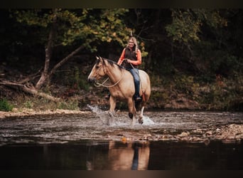 Shire Mix, Merrie, 3 Jaar, 157 cm, Buckskin
