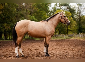 Shire Mix, Merrie, 3 Jaar, 157 cm, Buckskin