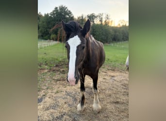 Shire, Merrie, 3 Jaar, 175 cm, Bruin