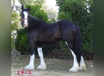 Shire Horse, Stute, 3 Jahre