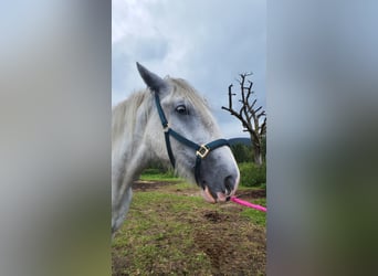 Shire, Merrie, 4 Jaar, 177 cm, Schimmel