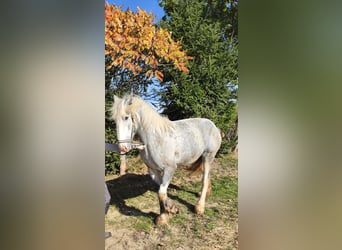 Shire, Merrie, 4 Jaar, 177 cm, Schimmel