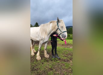 Shire, Merrie, 4 Jaar, 180 cm, Schimmel