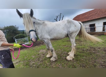 Shire, Merrie, 4 Jaar, 180 cm, Schimmel