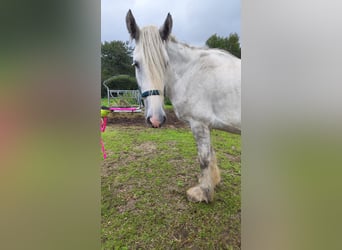 Shire, Merrie, 4 Jaar, 180 cm, Schimmel
