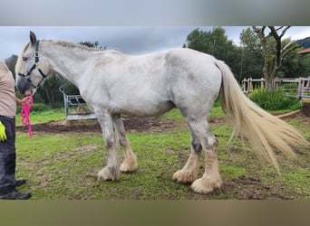 Shire, Merrie, 4 Jaar, 180 cm, Schimmel