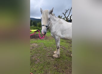 Shire, Merrie, 4 Jaar, 180 cm, Schimmel