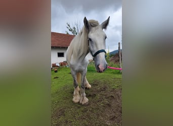Shire, Merrie, 4 Jaar, 180 cm, Schimmel