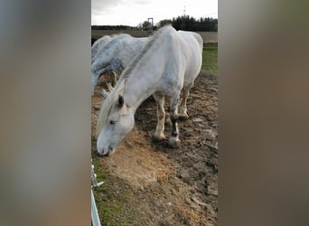 Shire, Merrie, 4 Jaar, 182 cm, Schimmel