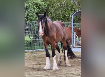 Shire, Merrie, 4 Jaar, 186 cm, Bruin
