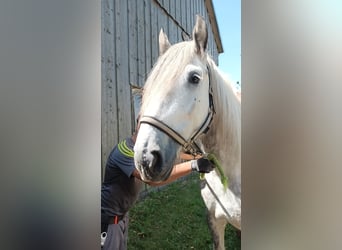 Shire, Merrie, 5 Jaar, 170 cm, Appelschimmel