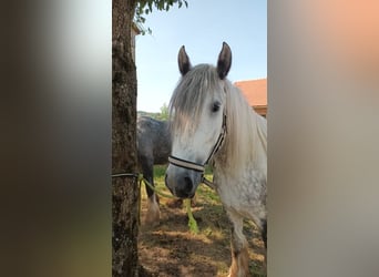 Shire, Merrie, 5 Jaar, 170 cm, Appelschimmel