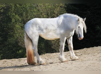 Shire, Merrie, 5 Jaar, 172 cm, Schimmel