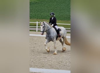 Shire, Merrie, 5 Jaar, 172 cm, Schimmel