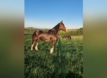 Shire, Merrie, 5 Jaar, 173 cm, Bruin