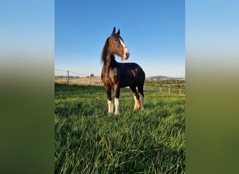 Shire, Merrie, 5 Jaar, 173 cm, Bruin