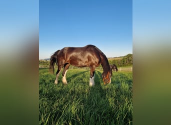 Shire, Merrie, 5 Jaar, 173 cm, Bruin