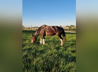 Shire, Merrie, 5 Jaar, 173 cm, Bruin