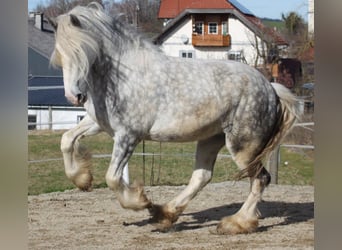 Shire, Merrie, 5 Jaar, 175 cm, Appelschimmel